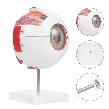 

1pc Human Eyeball Model Eye Magnification Model Eyeball Anatomy Teaching Model