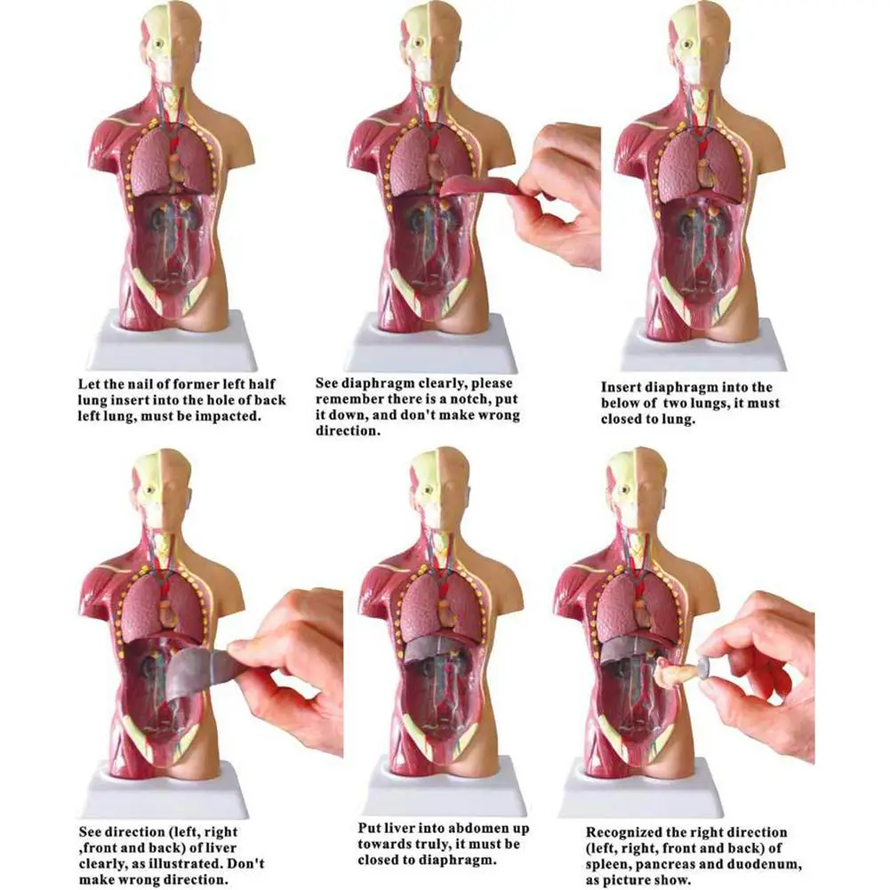 Anatômico de Torso Corporal de Órgão Interno de Anatomia Molde de Ensino de Medicina Presente de Brinquedo Educacional para Crianças Modelo Humano 28cm 14 corporal de órgão interno de anatomia, molde
