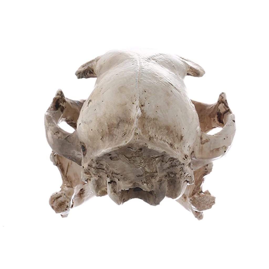 Resin Realistic Art Replica Animal Cat Skull Model Medical Teaching Skeleton Model Ornament Home Party Decoration Collectible