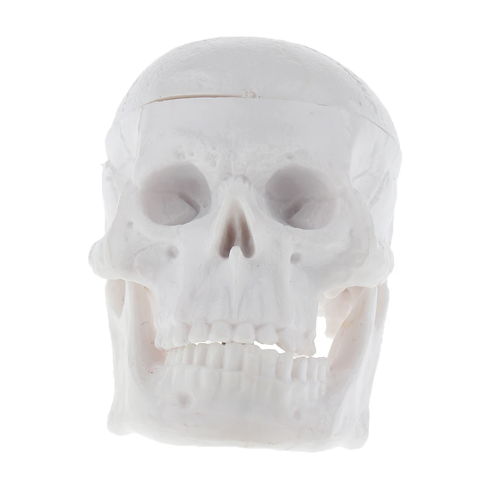 

High Quality Simulation Mini Classic Human Head Skull Model Anatomy Learning Halloween Toy