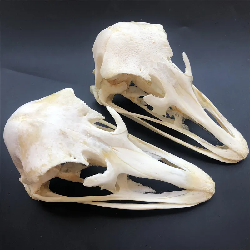 1 pcs Real Ostrich Skull collectable Animal Taxidermy educational specimens