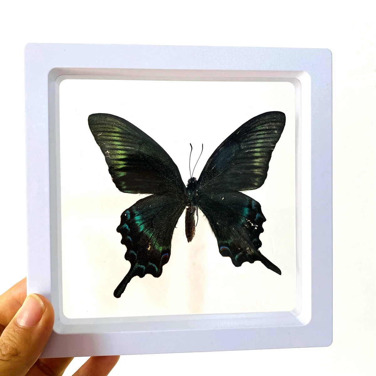 Big Real Butterfly Specimen Holiday Gift Modern Simple Creative Desktop Decoration Picture Frame Specimen Birthday Gift Home Dec