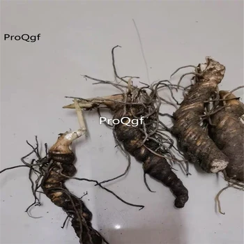 

Ngryise 3Pcs A Set Paris polyphylla Root