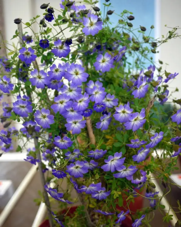 Натуральная! 10 шт Свежие Редкие тропеоловые Nasturtium S Easy ing flower S(15-F0023 - Цвет: Зеленый