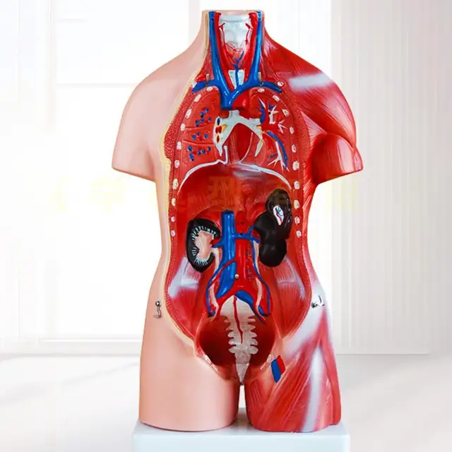 28cm Anatomical Human Torso Body Model Anatomy Internal Organ Medical Teaching Mold Assembly Science Kid Baby Education Toy Gift 3