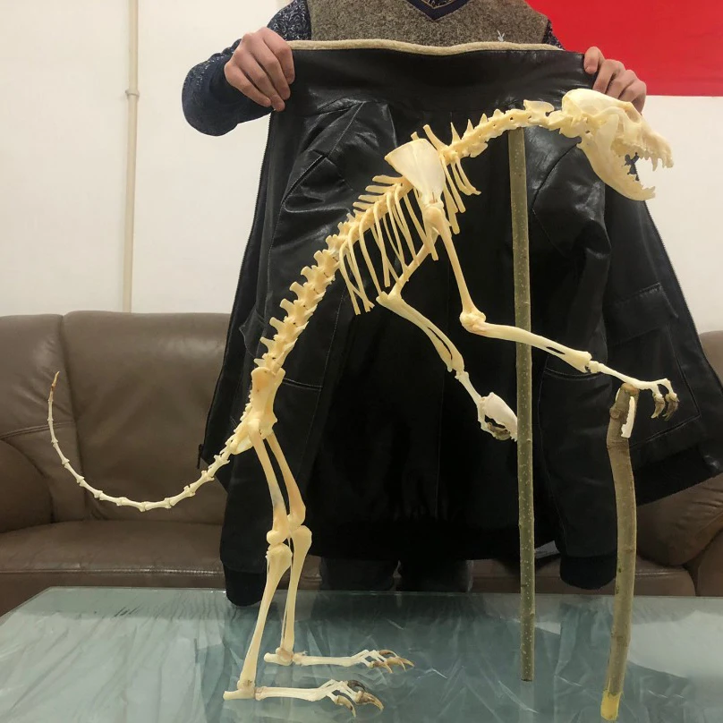 動物の骨 本物のキツネ/ミンク/ネコ科の骨格標本1個。 本物の動物の骨。 DIY が