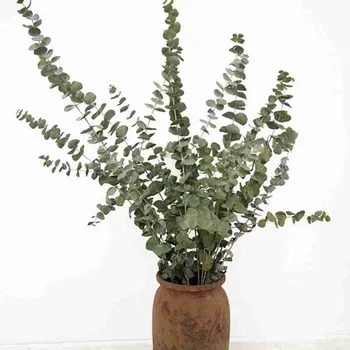 

Natural Dried Flowers Eucalyptus Branches Large Size Fresh Eucalyptus Leaf Forever Flowers Immortal Flowers Decor Home Party