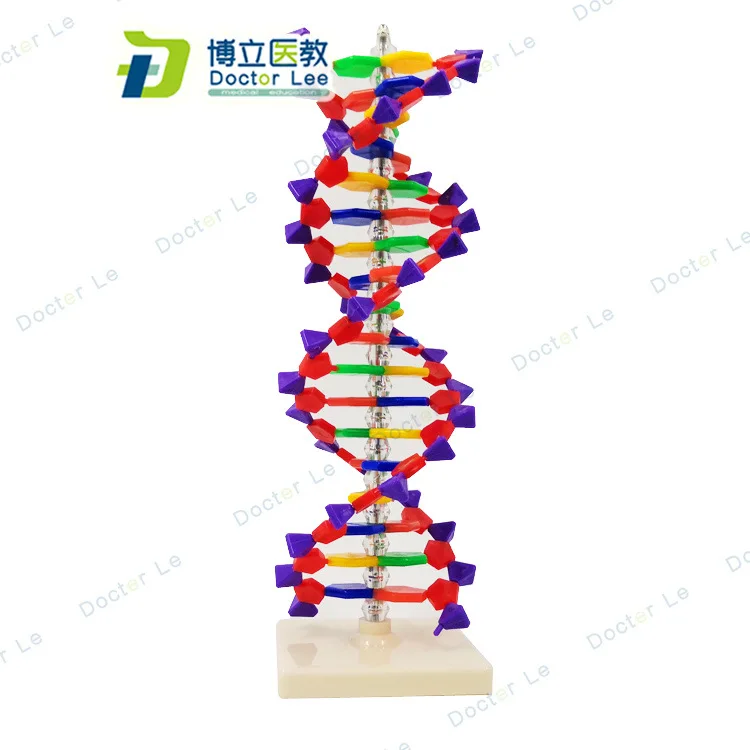

DNA Double Helix Structure Model Base Pair Genetic Biology Teaching