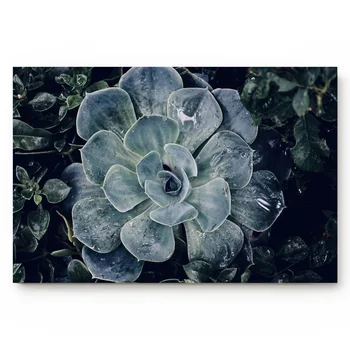 

Close-up of Succulents With Water Droplets Kitchen Floor Bath Entrance Rug Mat Absorbent Indoor Bathroom Decor Doormats