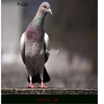 

Ngryise 3Pcs A Set Columba livia domestica