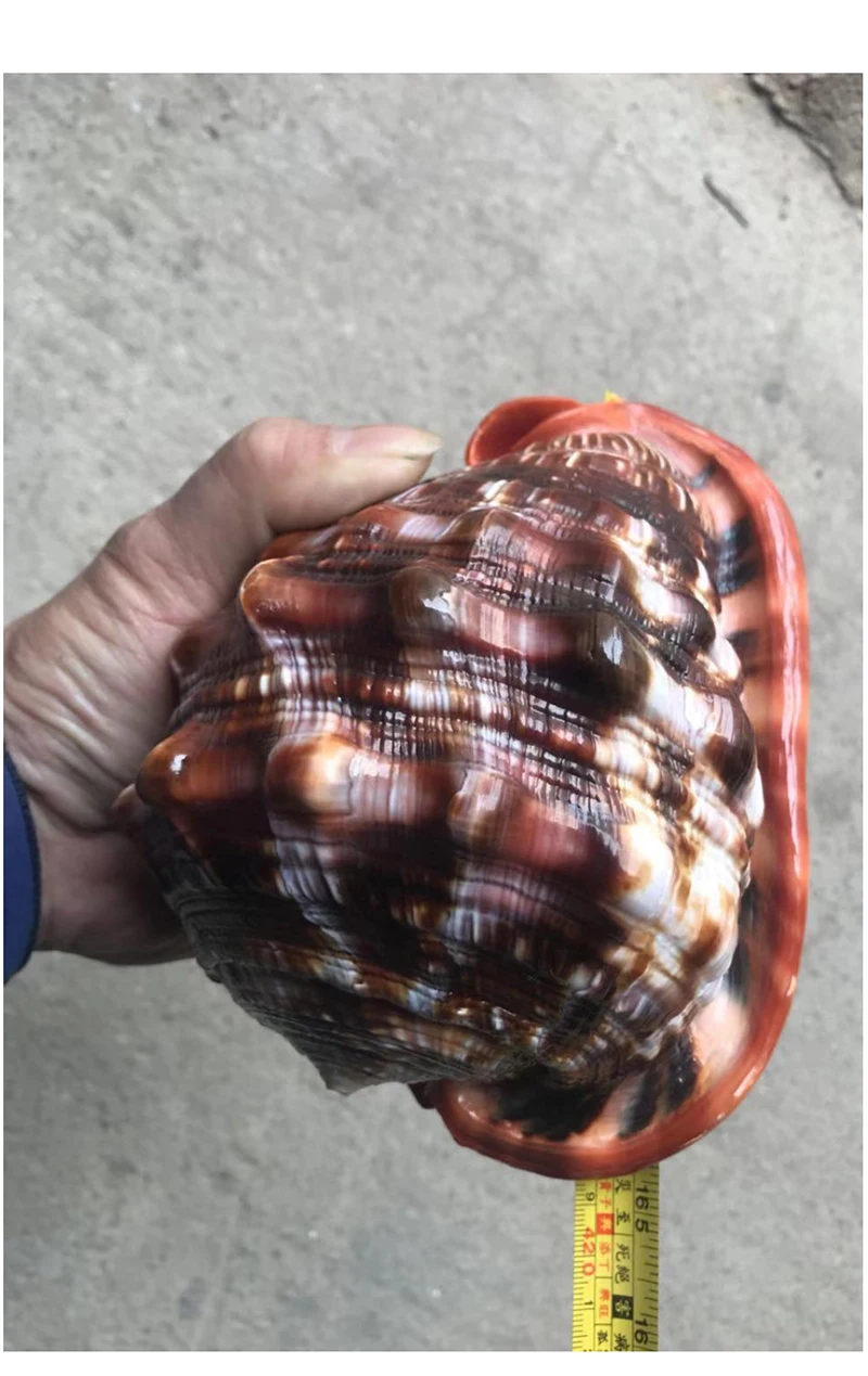 Conchas e estrelas do mar