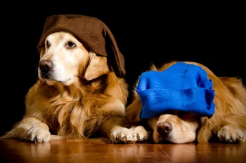 

Home decoration sobaki portret sobaka para gnomy chernyi Silk Fabric Poster Print DW190604