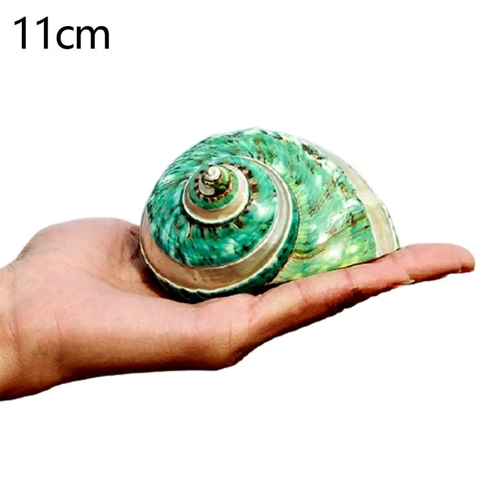 Natural Green Turban Shell Conch Coral Sea Snail Ornament Fish Tank Decor Gift 