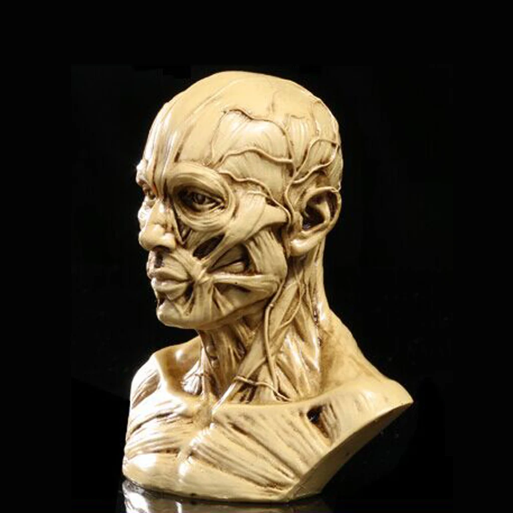 Realistic 10cm Human Model Anatomy Skull Head Muscle Bone Drawing Decor 6 Colors