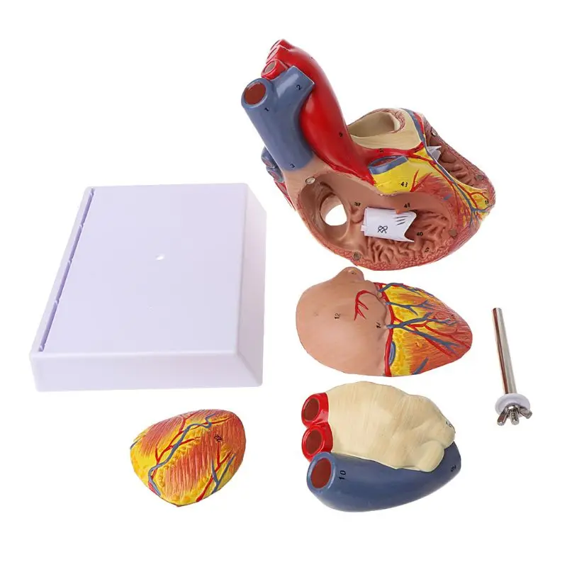 Разобранная анатомическая модель сердца человека анатомический медицинский вискера