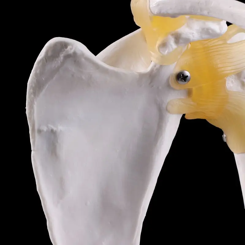 Плечевого сустава функциональный анатомический натуральную величину Размеры