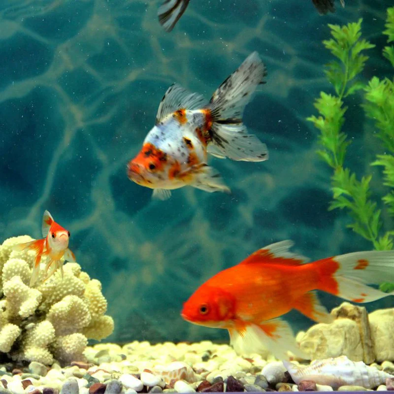 Aquarium ozone generator