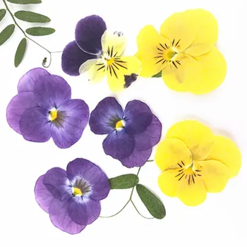 

Pansy Framed Pressed Flowers True Flower For Decorative Picture Frame 120Pcs
