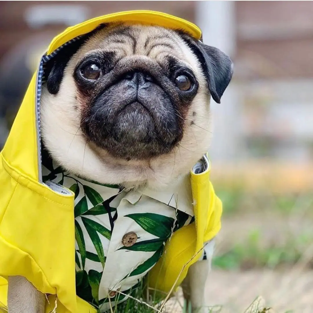 puppy hawaiian shirt