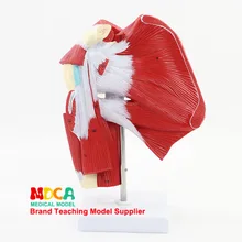 Модель верхней конечности с глубокими мышцами анатомическая модель верхней конечности сухожилия модель суставов обучение медицине Mjrs003