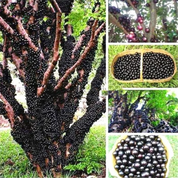 

Plant Flower Bath Salts Black Pearl Grape Essence 100Pcs XZZ-270