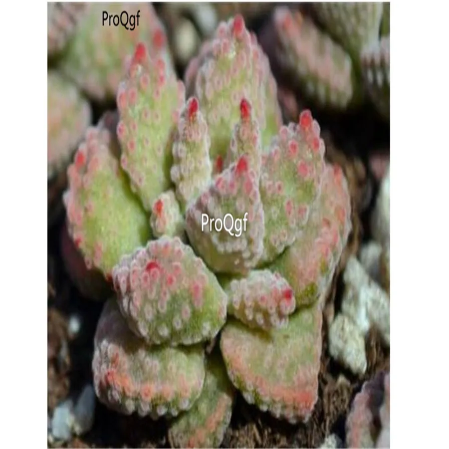Ngryise 2 шт. набор Crassula ausensis subsp. Titanopsis