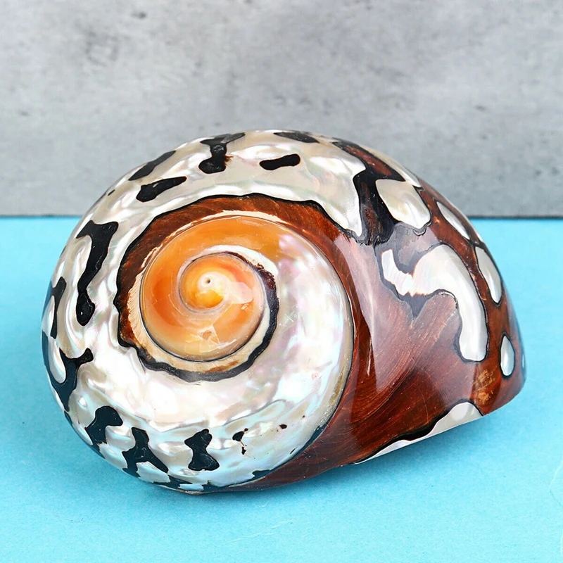 

6-9.5Cm Natural African Turban Sea Shell Coral Conch Snail Home Fish Tank Decor 1Pcs