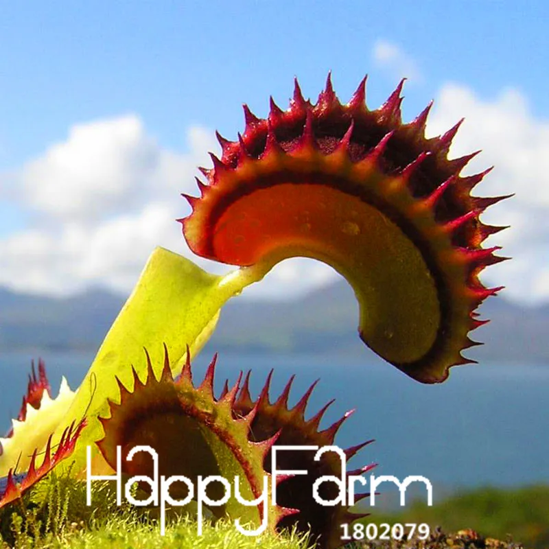 Новинка! 3 вида Flytrap Флорес бонсай в горшках Dionaea muscipola растение плантас Терраса Сад плотоядное растение Плант 100 штук