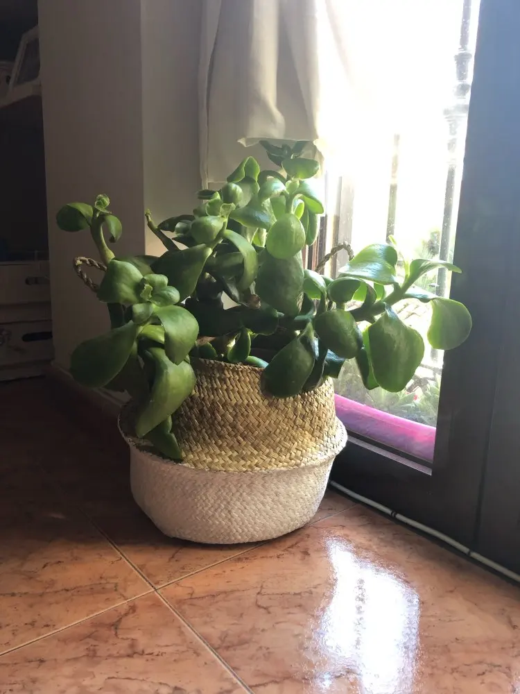 UTB8RSNbqL2JXKJkSanrq6y3lVXaL