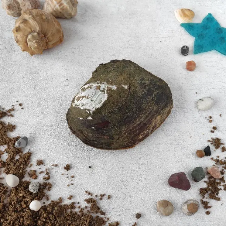 Billig Vakuum Pack Oyster Wünschen Süßwasser Perle Mussel Shell Mit Perle 2017 neue ankunft Mysterious Geschenk Überraschung Vakuum packung perle