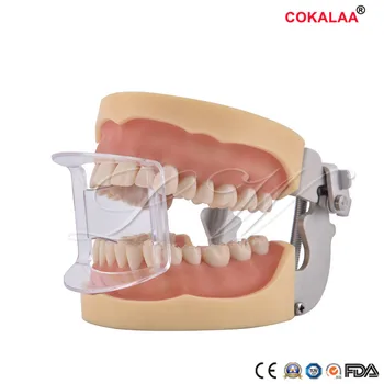 

5pcs orthodontic dental material Front/back teeth type transparent tooth intraoral lip cheek retractor mouth opener