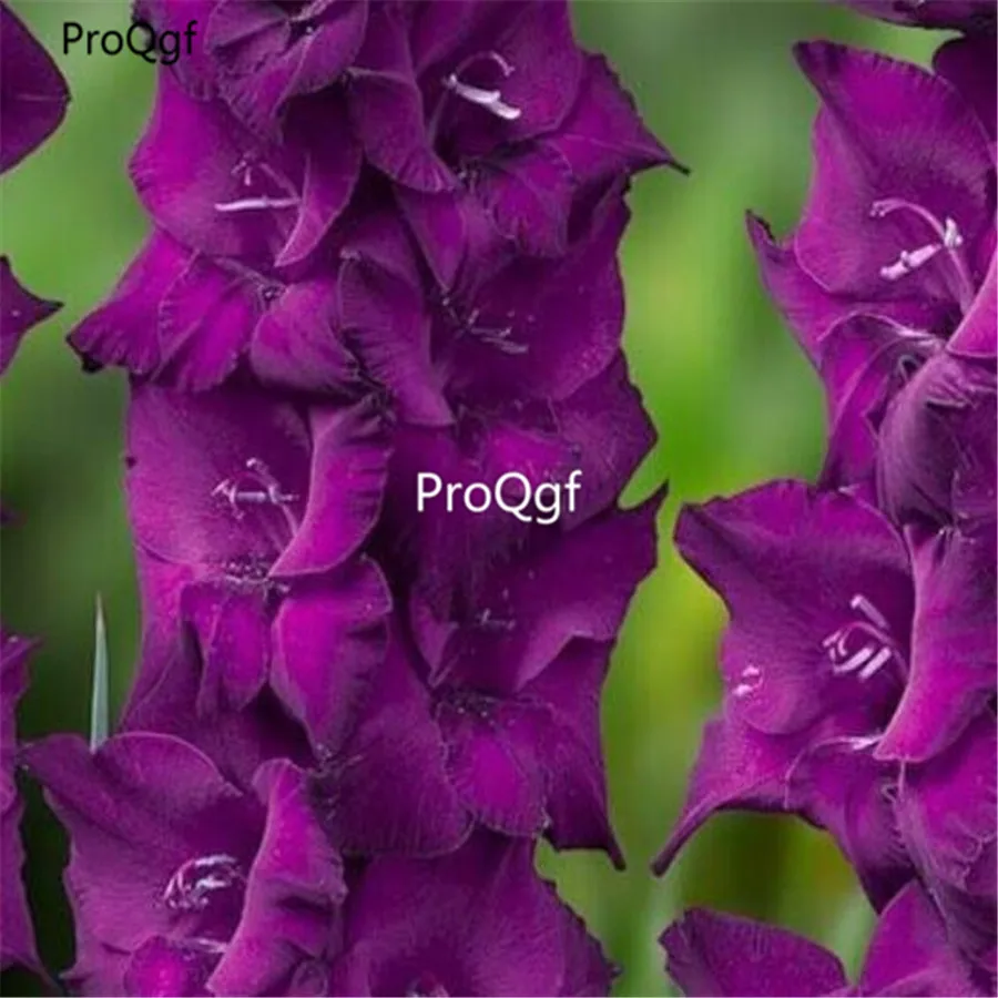 Ngryise 60 шт набор Vaniot Houtt gladiolus
