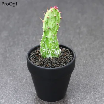 

Ngryise 3Pcs A Set Opuntia rhodantha Snowball