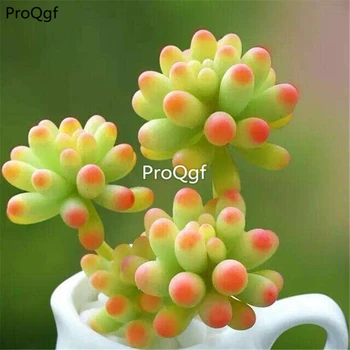 

Ngryise 3Pcs A Set Sedum pachyphyllum Rose