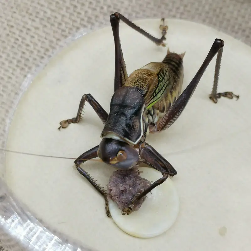 Newkatydid Insects 20 Eggs Insect Natural Insect Natural Science ...