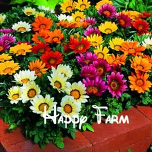 1000 шт бонсай цветочное растение, красивый внутренний двор необходимые Красочные цветы Флорес для дома и сада