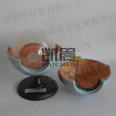 

Anatomic eye model The eye structure 6 x magnification Biological experimental equipment teaching equipment free shipping