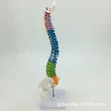 Modèle de colonne vertébrale de 45CM avec disque intervertébrale, modèle de colonne vertébrale humaine colorée avec têtes de Pelvis et de fécule