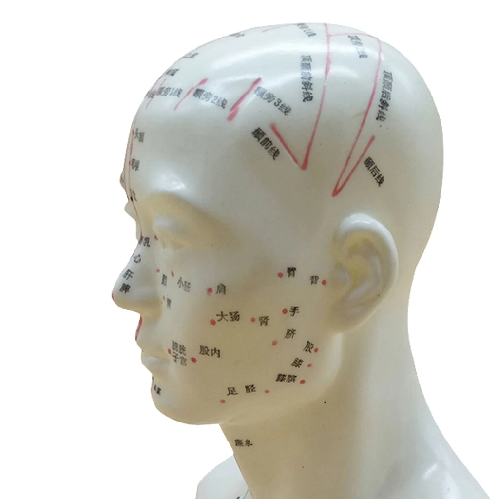 Human Head Acupuncture Meridian Model With Acupressure Points In Chinese