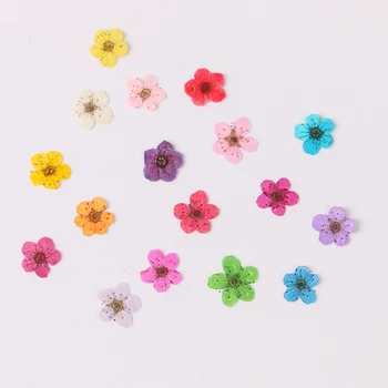 

1 bag Natural plum blossom dried flower Epoxy jewelry material nails dry flower embossed mobile phone case pressed flower