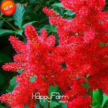 Лидер продаж! 100 шт./пакет красный Astilbe растения балкон сад патио горшечные растения бонсай Astilbe цветок floresling,#7RQO62