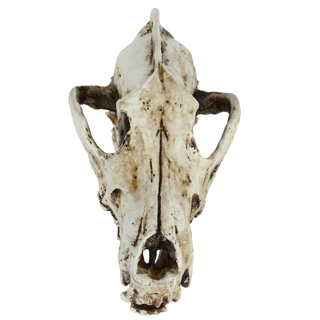 Creative Resin Jackal Skull Replica Replica Teaching Skeleton Model Wolf Skull Decor 2
