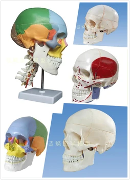 

simulation human skull model brain anatomy model with digital number mark colored skull section model with Cervical vertebra