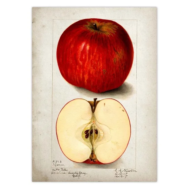 Fruit-Kitchen-Poster-Vintage-Poster-Antique-Print-Pear-Apple-Orange-Pineapple-Wall-Art-Decorative-Picture-Painting.jpg_.webp_640x640 (19)