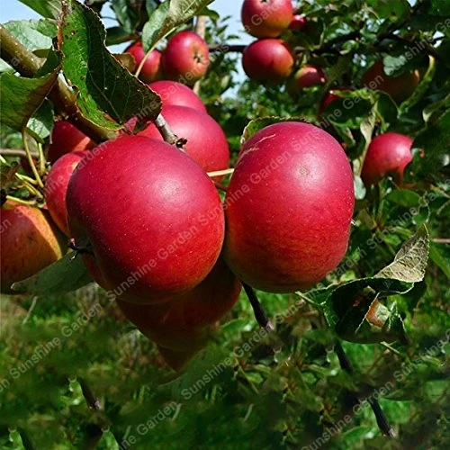 

20pcs/bag Red-Fleshed Apple Bonsai Apple Tree Sweet Organic Fruit Bonsai Outdoor Plant Home Garden Decoration Free Shipping