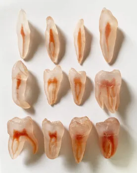 

3D Simulation Teeth Replicas Molar Model Incisor Cuspid Pulp File Files Practice 12 Pieces