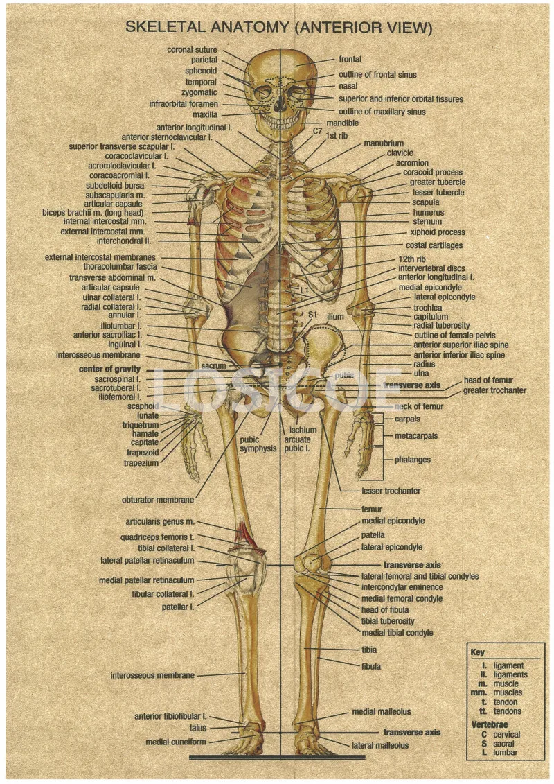 Постеры из крафт-бумаги с винтажной медициной изображение на стену