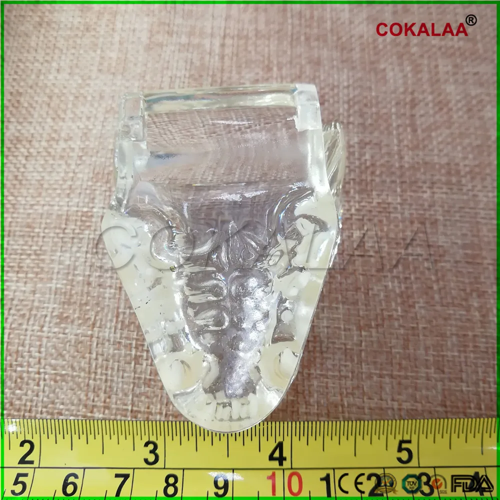 Обучающая Стоматологическая модель зубов кошачья модель кошачьи зубы кошачья Стоматологическая модель
