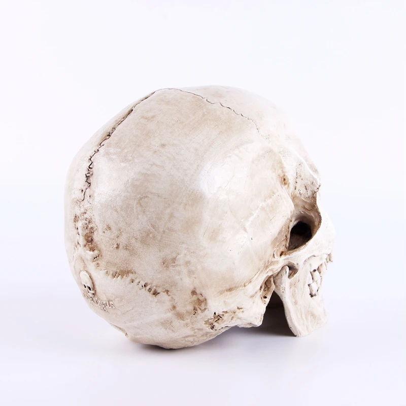 Реплика человеческого черепа из смолы, маска, медицинская модель Lifesize, 1:1, Хэллоуин, для дома, бара, настольный, декоративное украшение черепа с коробкой