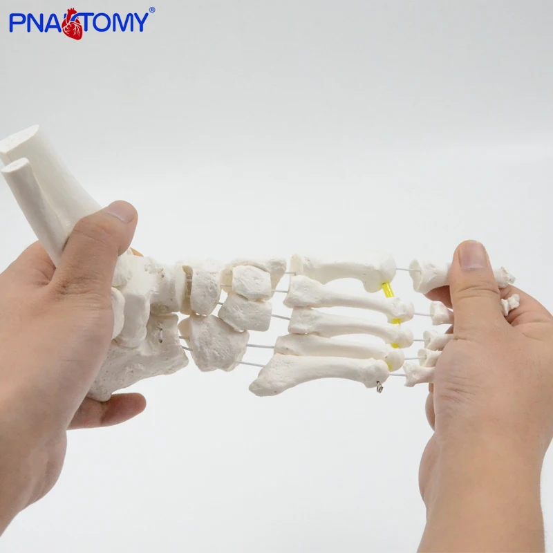

Flexible Foot Bone Model Human Skeleton Anatomy Medical Teaching Tool Educational Equipment Ankle joint model Life Size